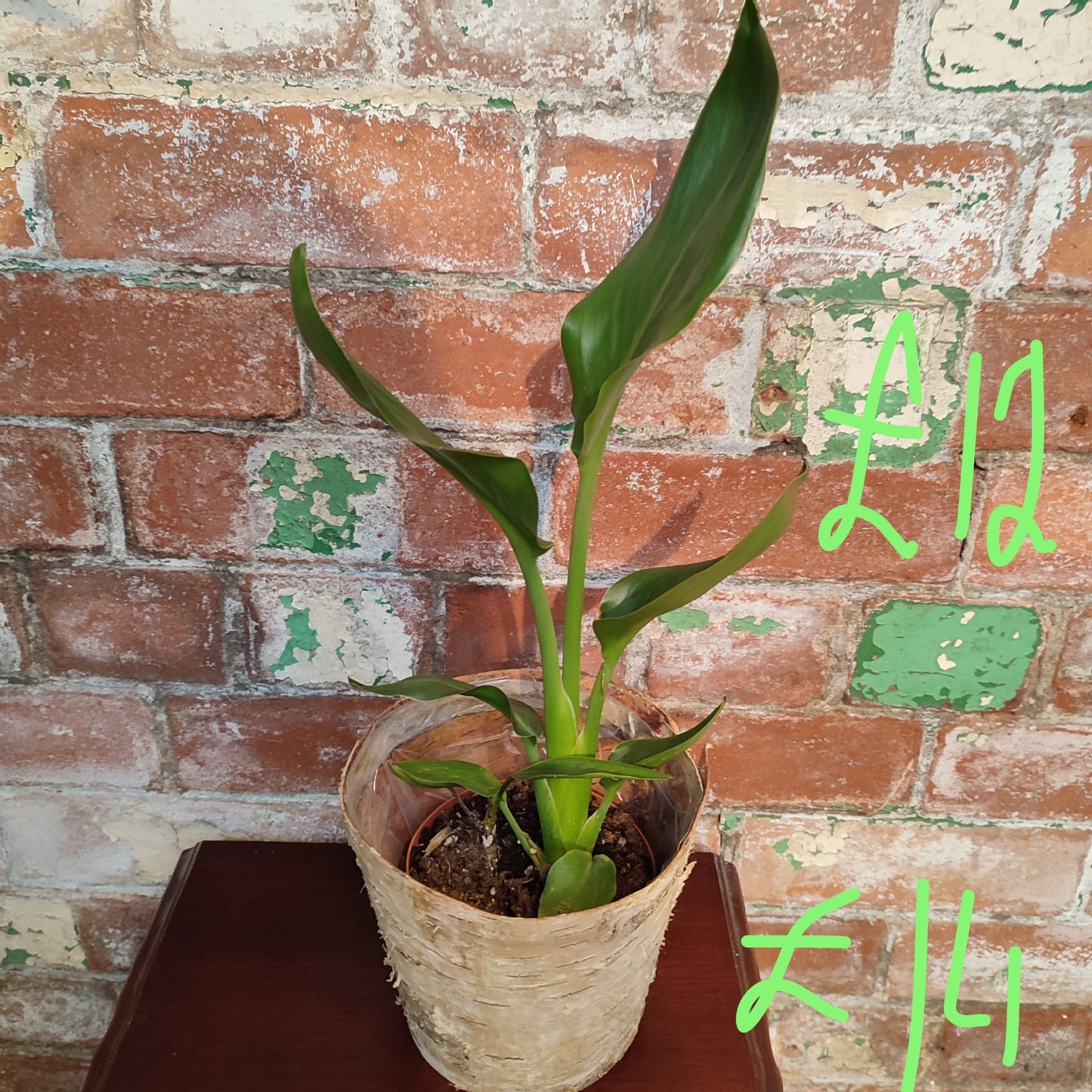 Philodendron with Bark Pot